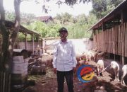 Tingkatkan Ekonomi Warga, Kades Talang Tulungagung Memberdayakan Kambing Jenis Domba