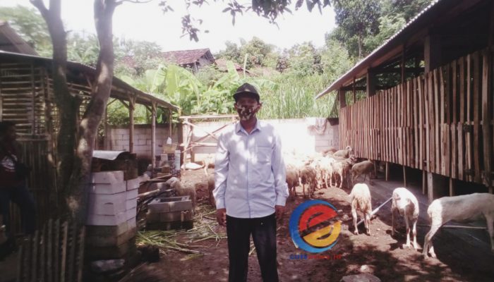 Tingkatkan Ekonomi Warga, Kades Talang Tulungagung Memberdayakan Kambing Jenis Domba