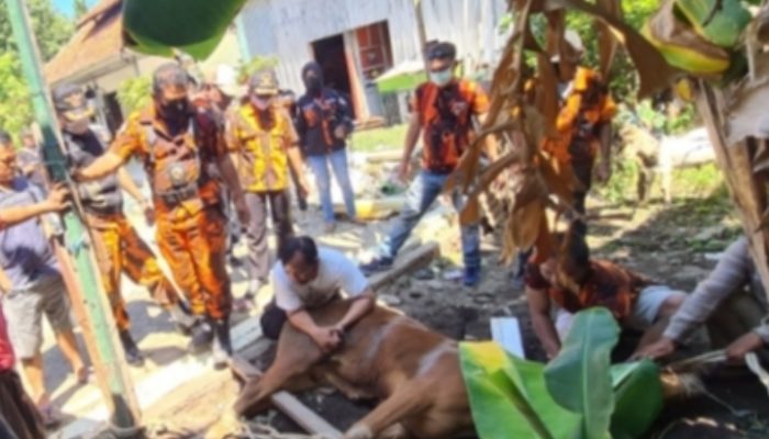 Koti Mahatidana Pemuda Pancasila Kota Surabaya Potong Tujuh Hewan Qurban