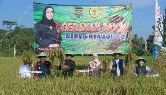 Bupati Anne Bersama Gapoktan Panen Raya Padi, Kebutuhan Stok Pangan Purwakarta Cukup