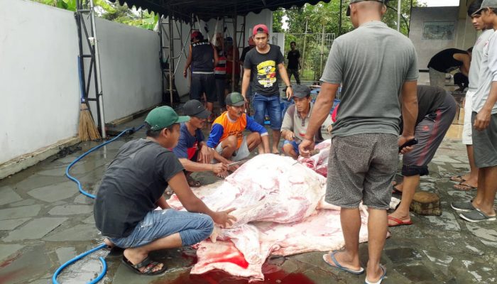 Idul Adha 2023, Mushola Sirothuljanah Desa Sodo Kec.Pakel Sembelih Tiga Ekor Hewan Korban