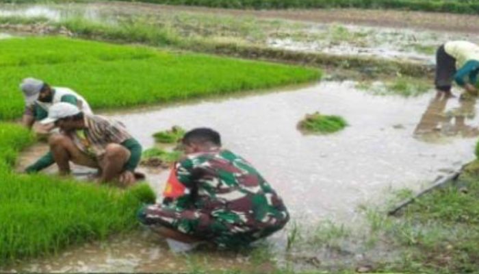 Babinsa Desa Sidodadi Dampingi Petani Wujudkan Ketahanan Pangan