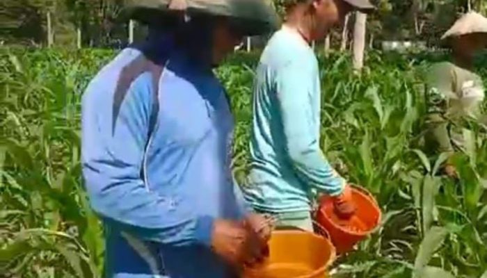 Polres Nganjuk Dukung Perkembangan Penanaman Jagung di Ngluyu dan Bagor