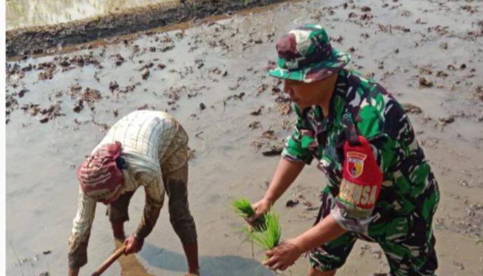 Babinsa Koramil 0818/30 Tirtoyudo Dampingi Petani Padi di Desa Tamankuncaran