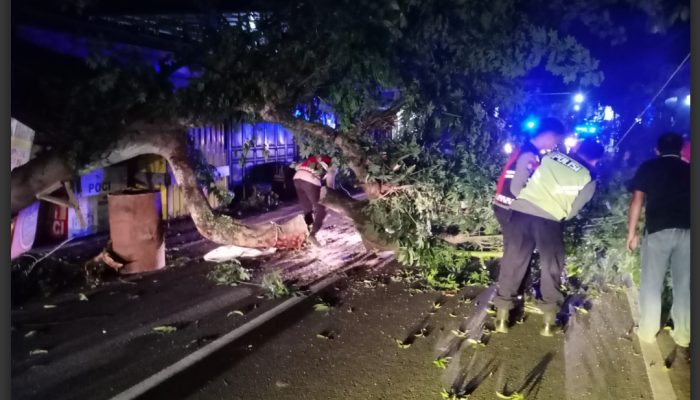 Pohon Tumbang Tutup Akses Jalan Kedunglurah-Gandusari di Trenggalek