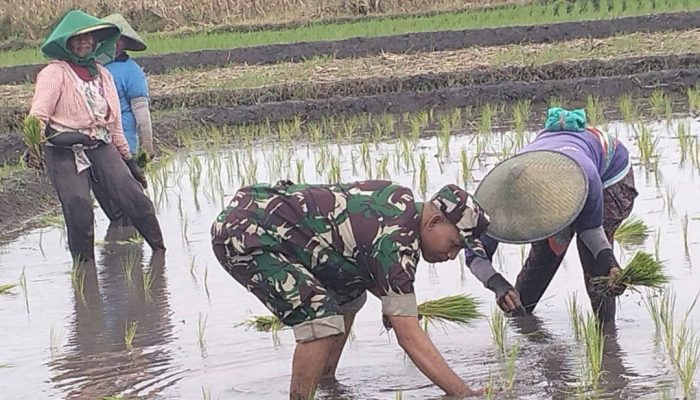 Dorong Percepatan Luas Tambah Tanam, Babinsa Rembang Turun Ke Sawah Bantu Petani